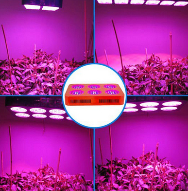 El uso de Plant Factory LED Grow Lights incrementa el regulador de crecimiento