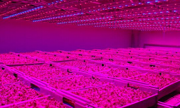 Japón aumentar gradualmente el número de fábrica de la planta LED