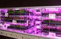 fábrica de la planta LED aporta innovación