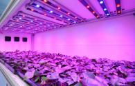 Plantas vegetales de Panasonic habilitadas para iluminación de plantas LED