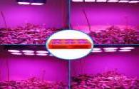 El uso de Plant Factory LED Grow Lights incrementa el regulador de crecimiento