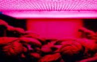 LED rojo para aumentar la materia vegetal